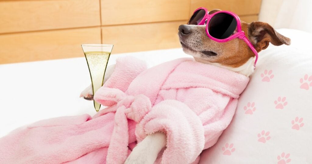 Dog with sunglasses and a pink robe relaxing on the bed with a cocktail in her paw.