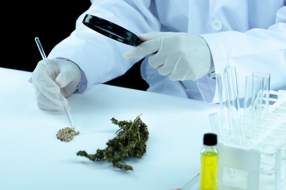 medical-use-cannabis-research-investigation-regulations-lab-flower