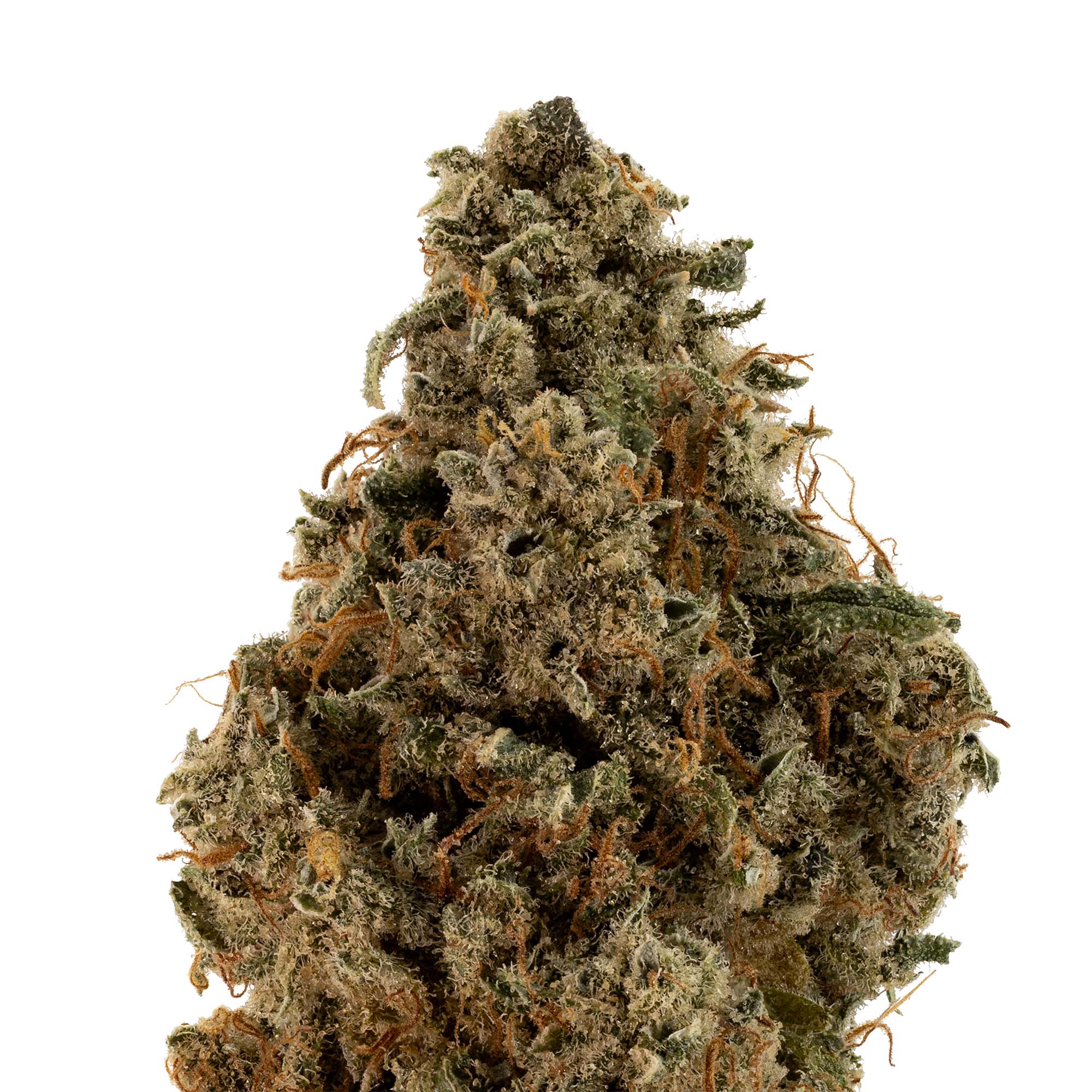 mandarin-cookie-haze-08-02-23-closeup