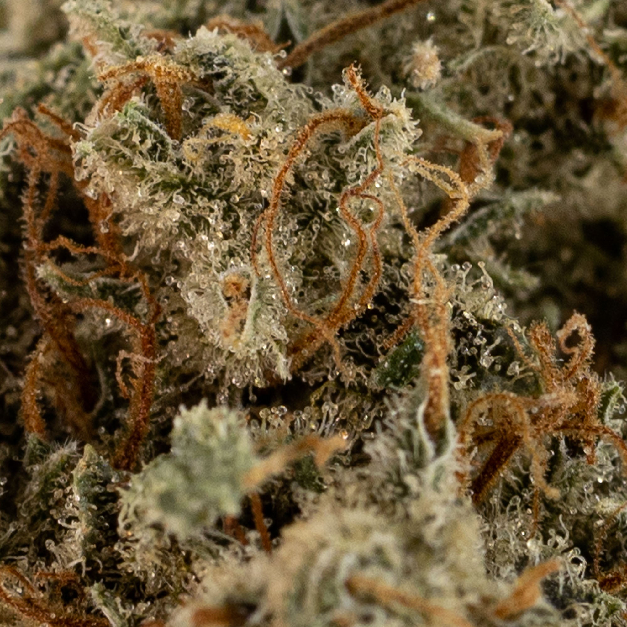 mandarin-cookie-haze-08-02-23-macro