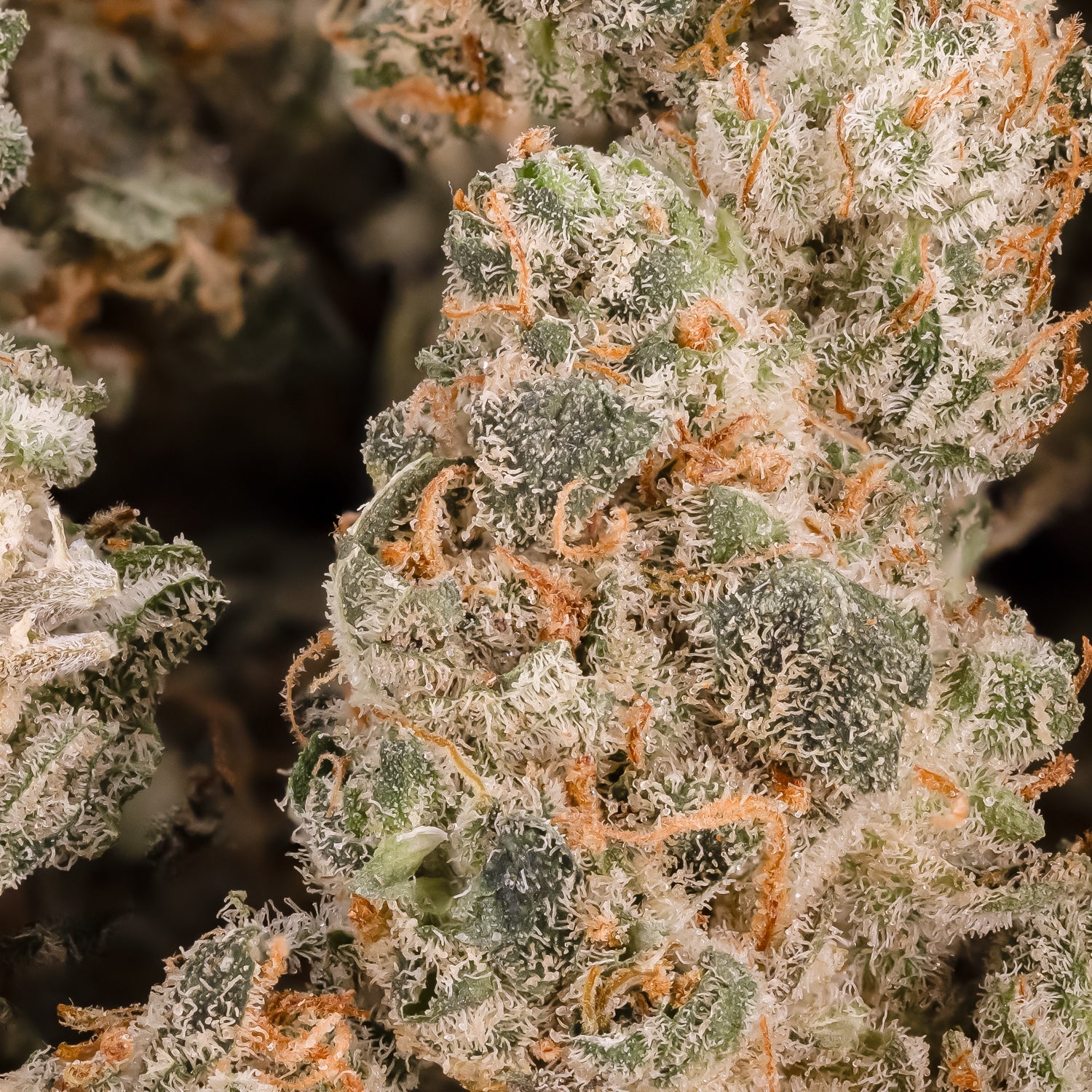 SunsetMandarinSmalls-LuckyFarms-03