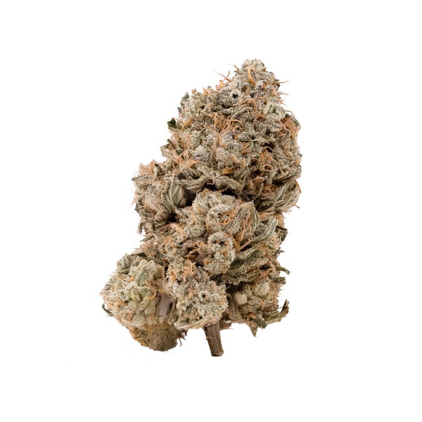 Dollar Treez - Jack Hammer