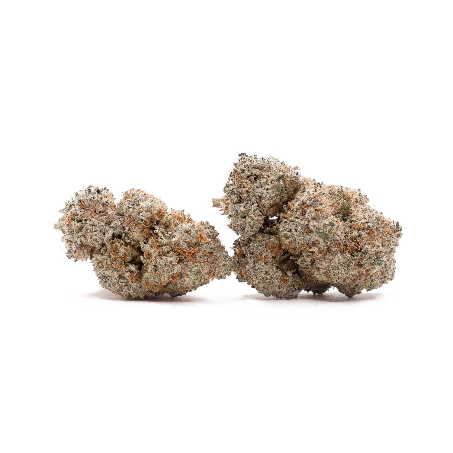 BlackDomino-LuckyFarms-01