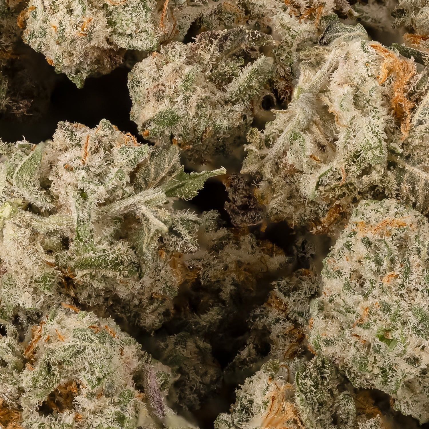 SuperSilverHazeSmalls-LuckyFarms-03