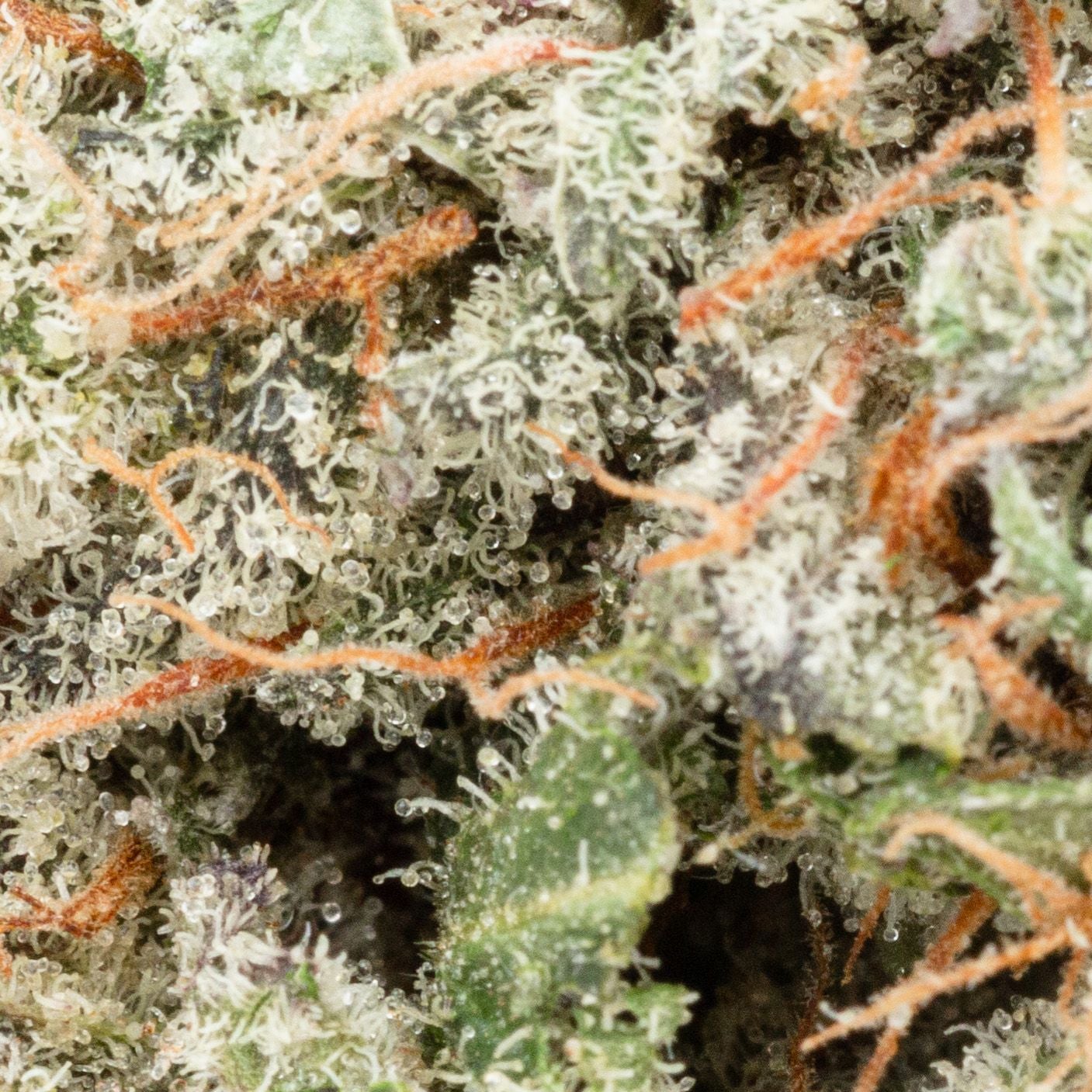 Purple-Kush-photo-6-ALL.jpeg