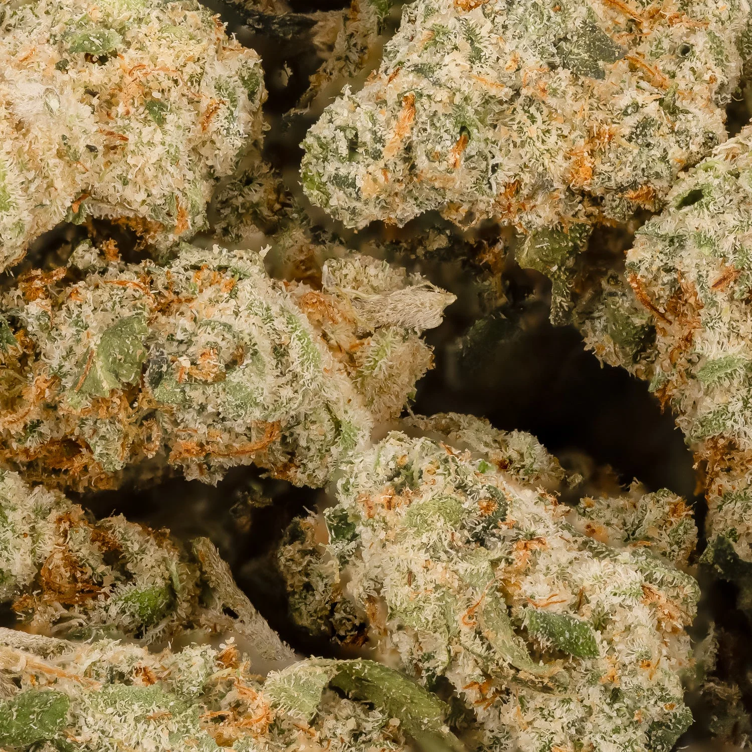 ThinMint-JungleRidge-03