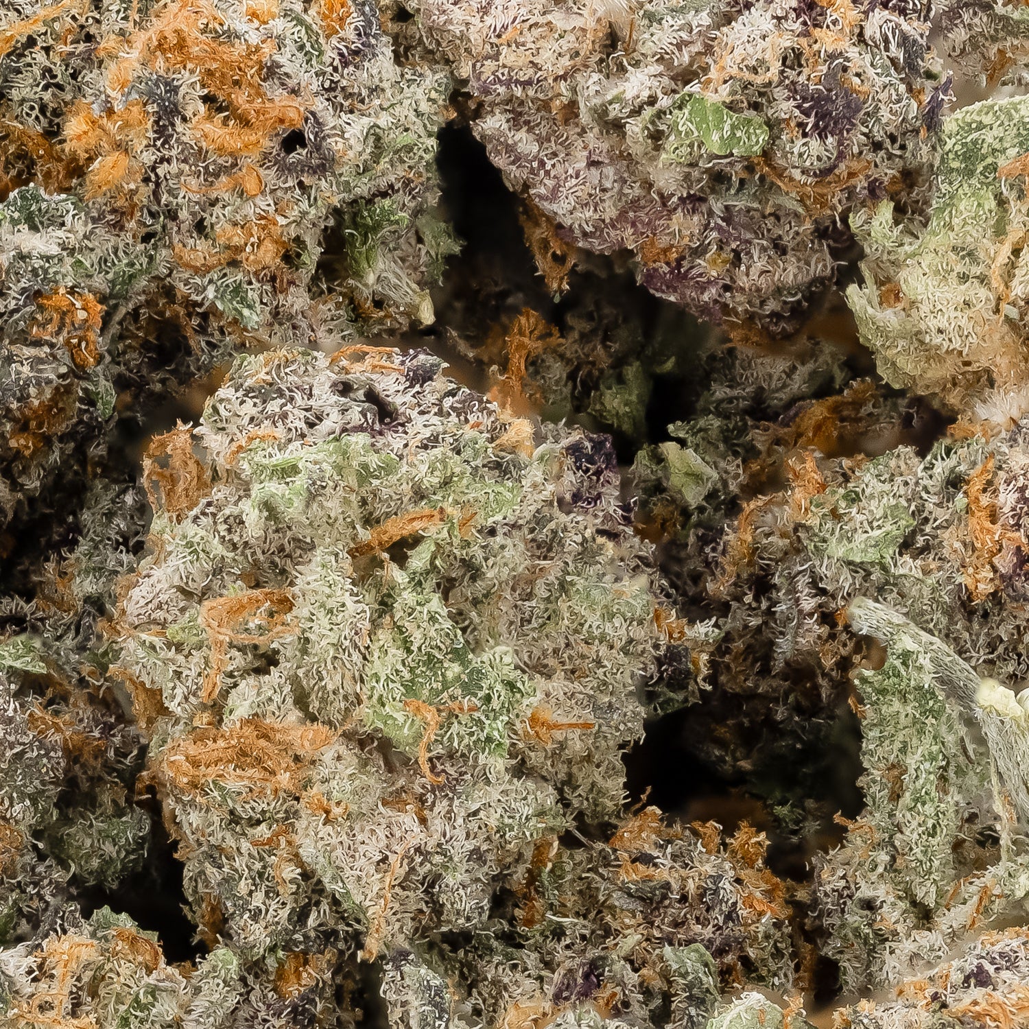 LongIslandRockstarSmalls-LuckyFarms-03