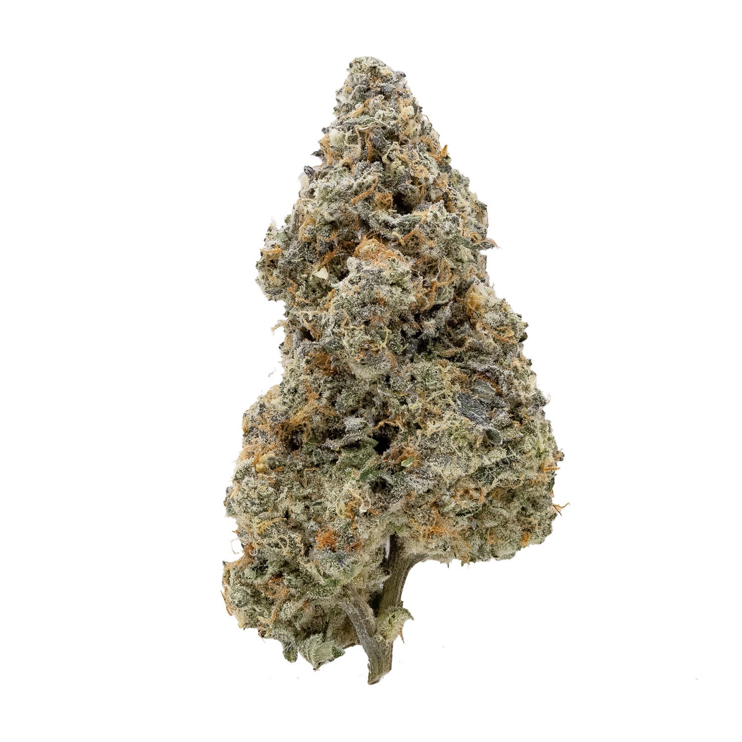 TriplePastry-Albatross-03
