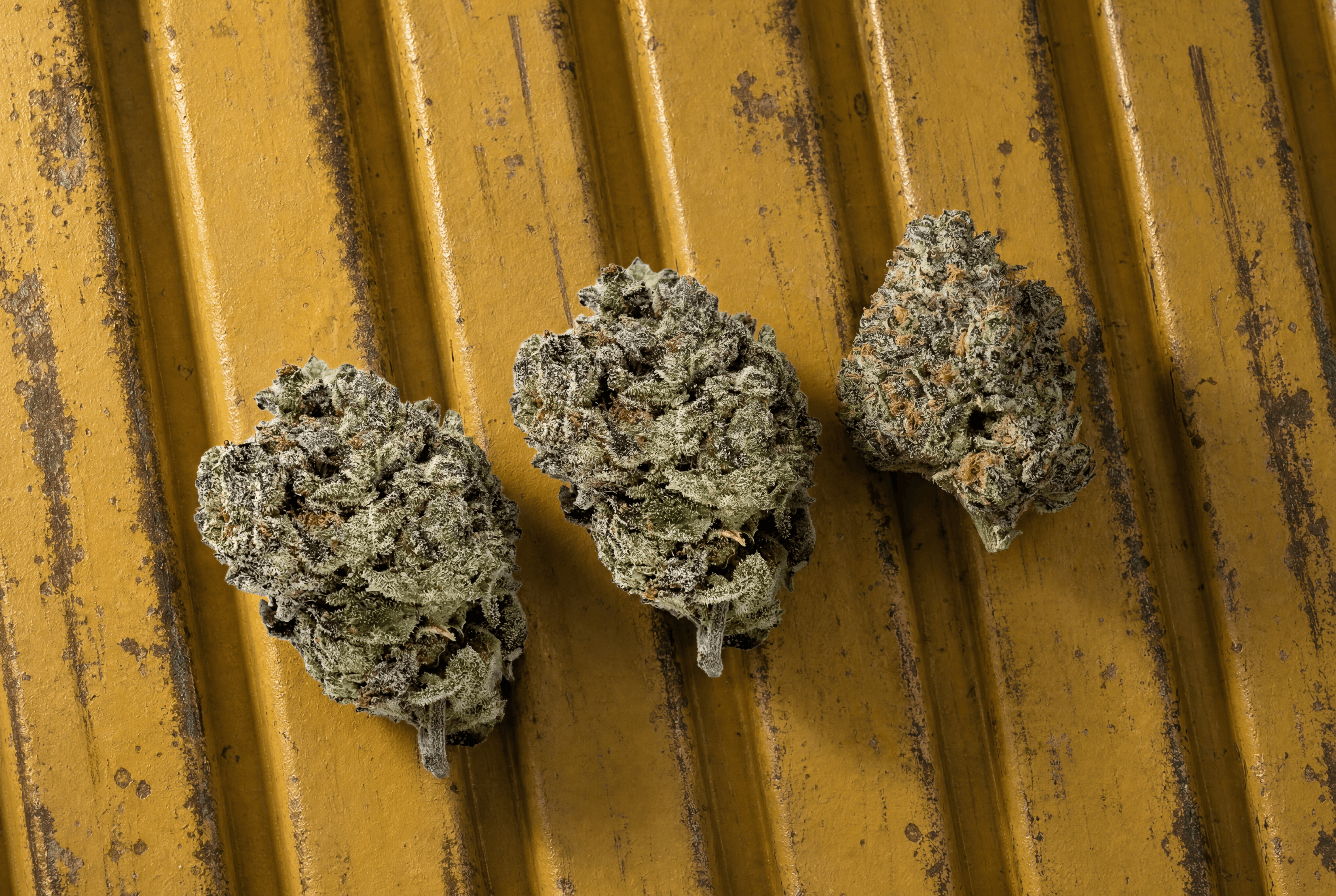 Macro shot of sticky, trichome-heavy Motorhead flower in a grinder