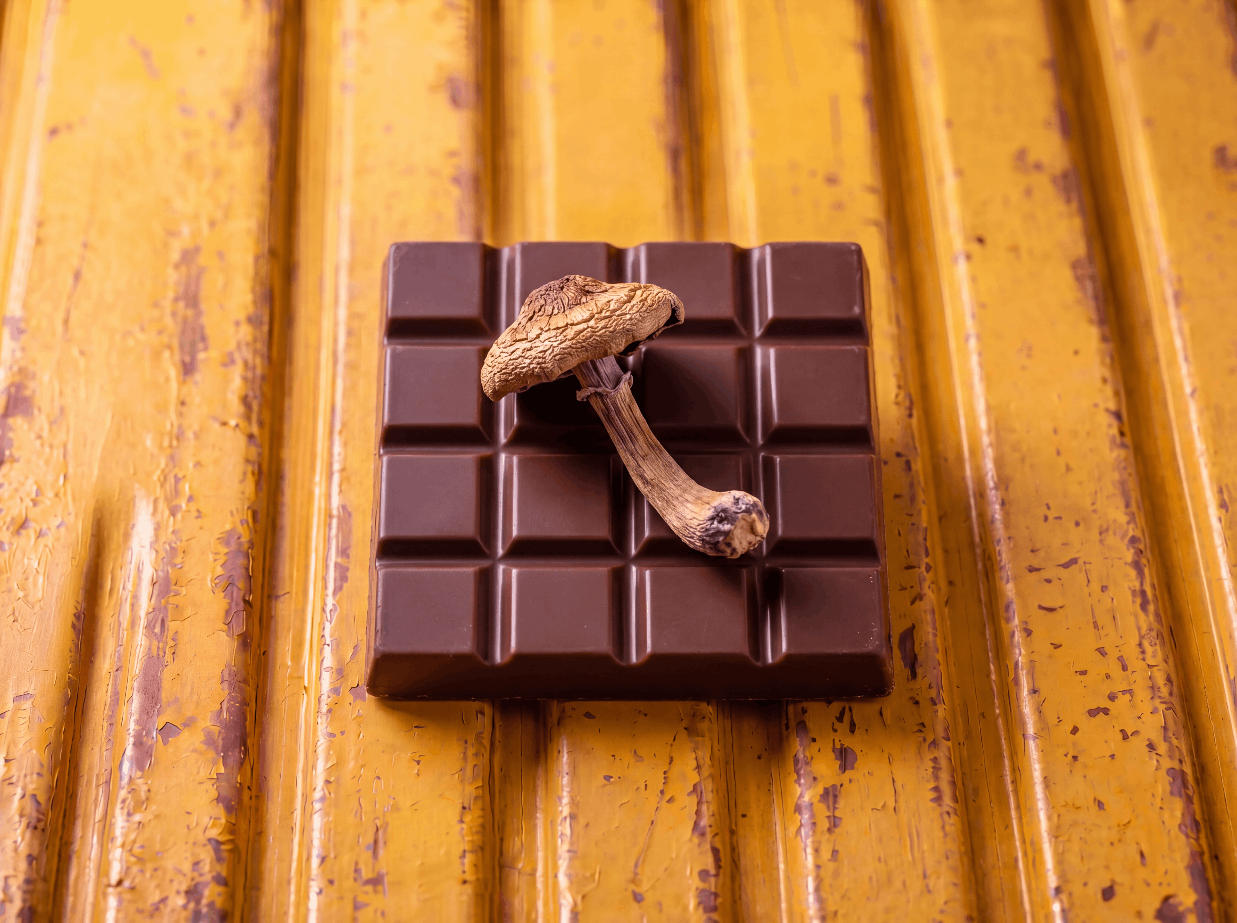 mushroom chocolate bar