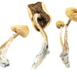 1 OZ OF AMAZONIAN MUSHROOMS PROMO!