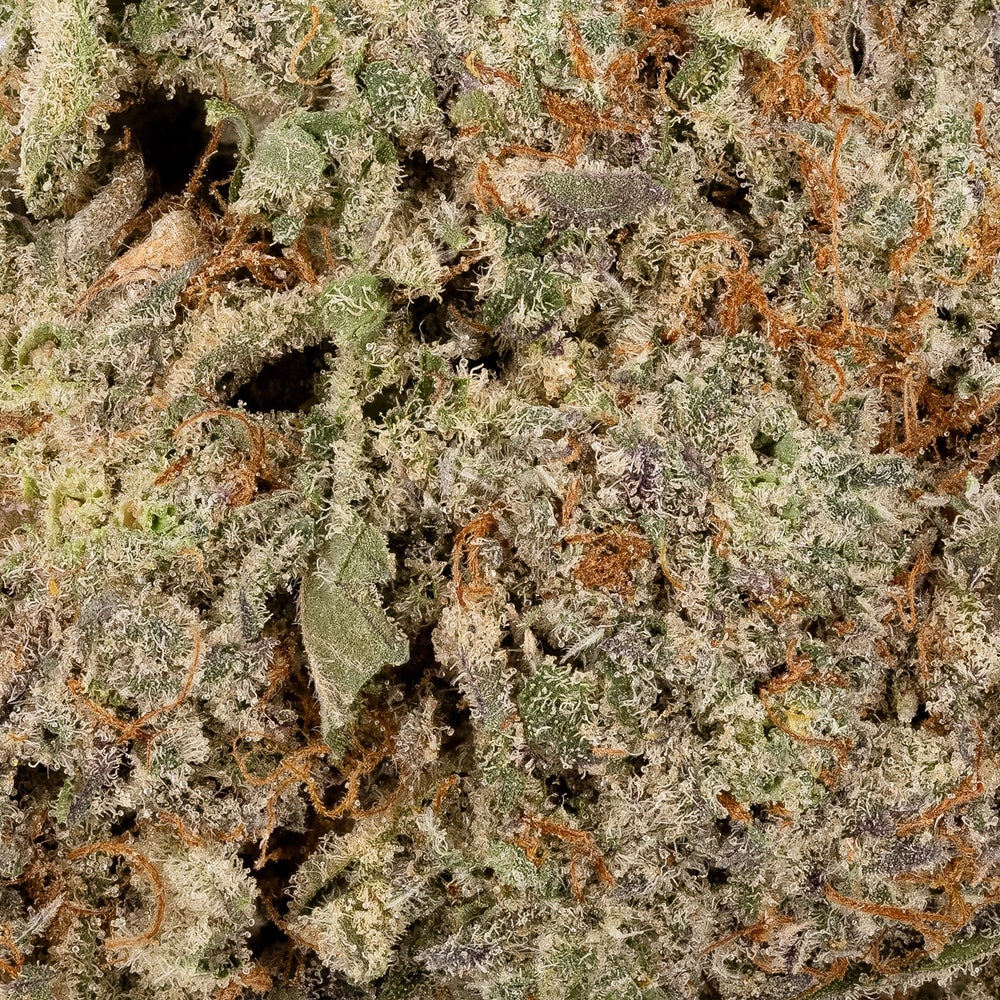 Black Domina (Lucky Farms)