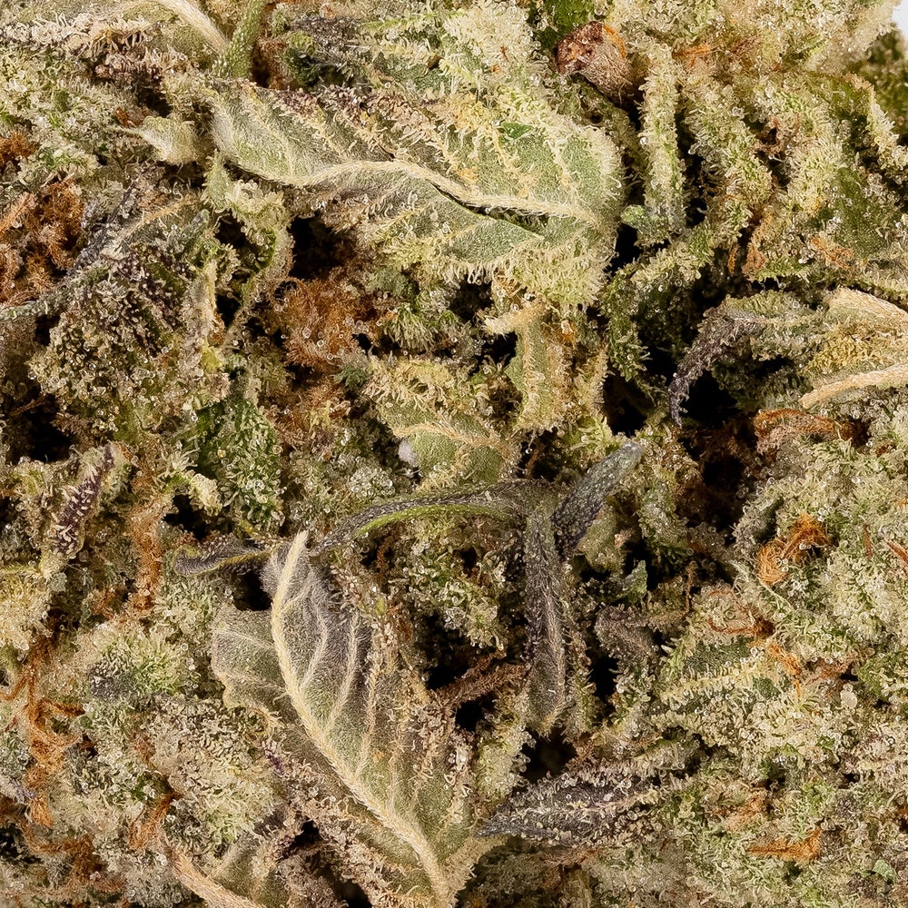 Comatose OG (Lucky Farms)