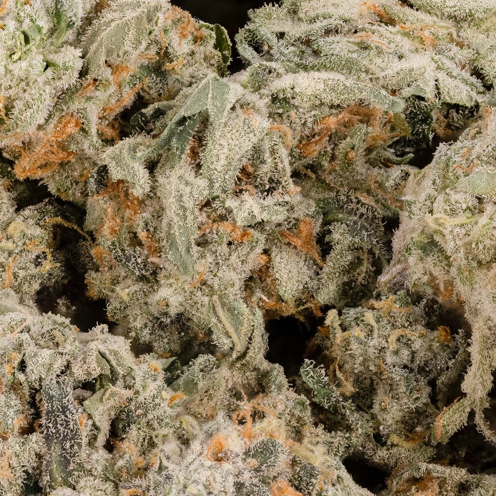 G-13 (smalls) (Lucky Farms)