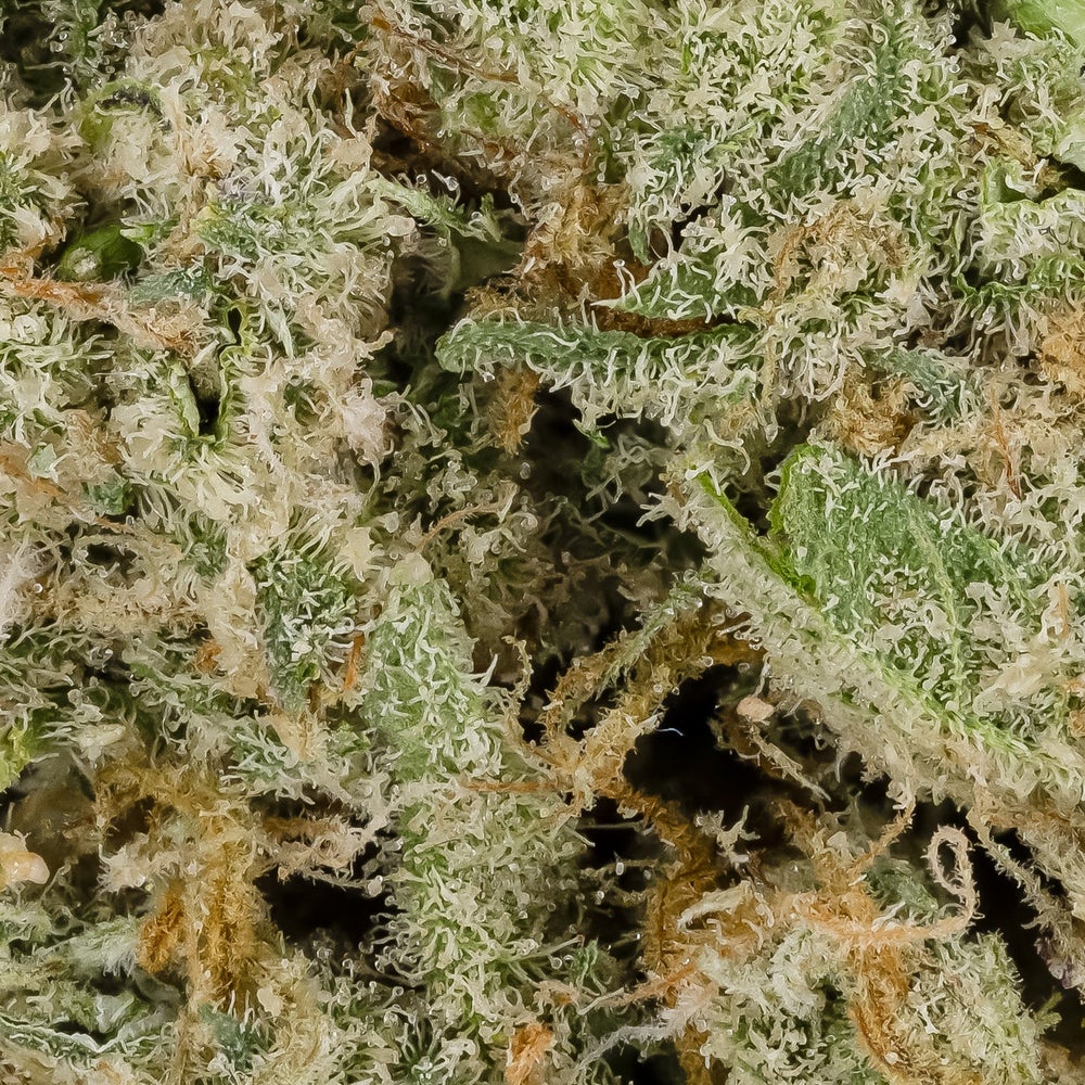 Cactus Haze (Hoot Cannabis)