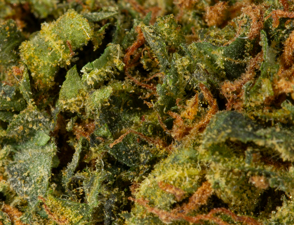 Durban Poison (AA)