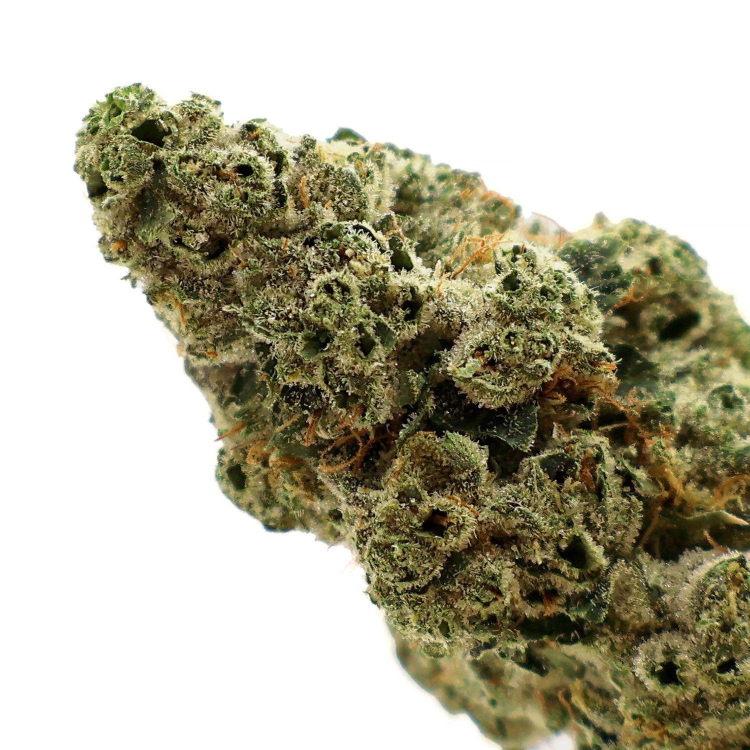 Albatross - Legend OG - Image 4