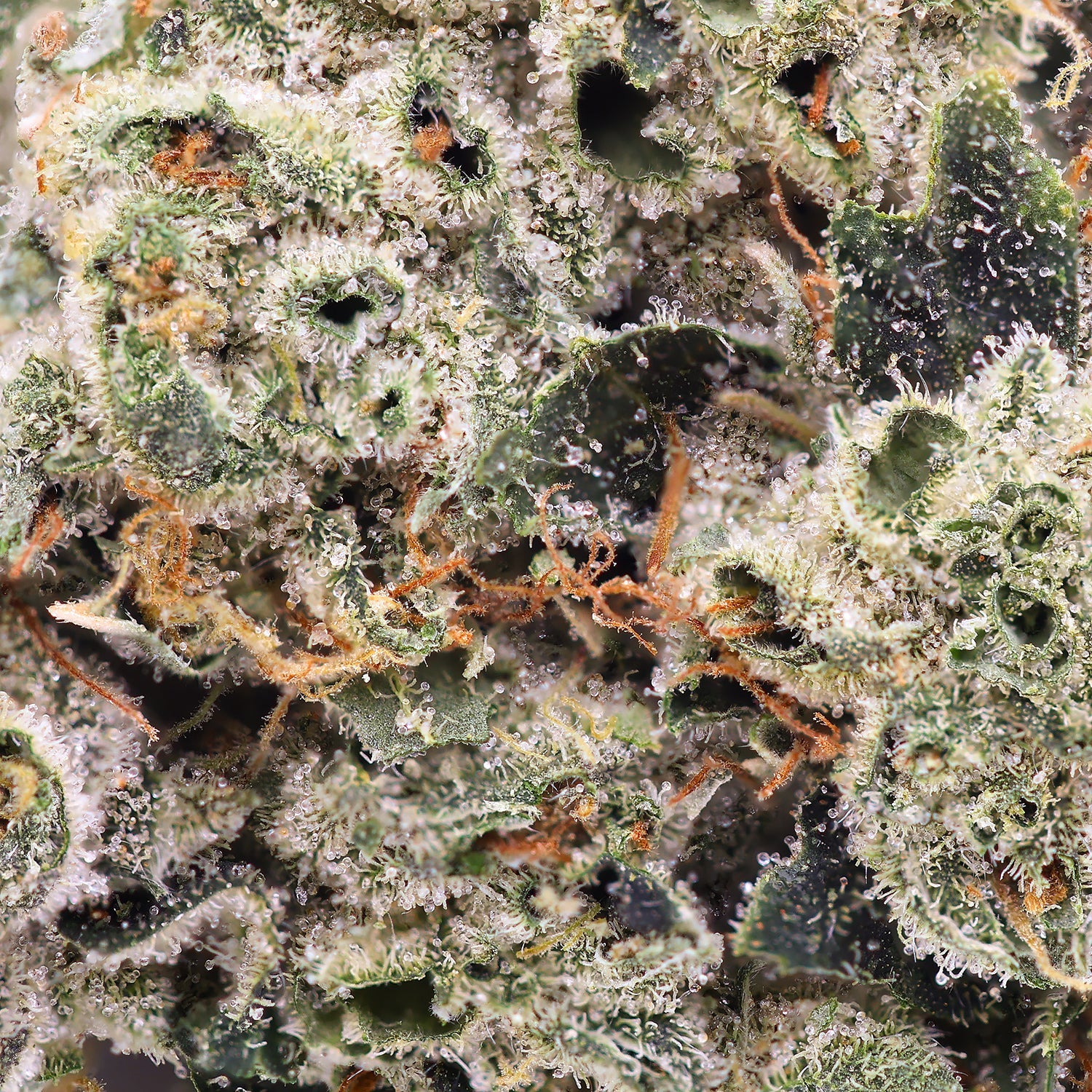 Albatross - Legend OG - Image 6