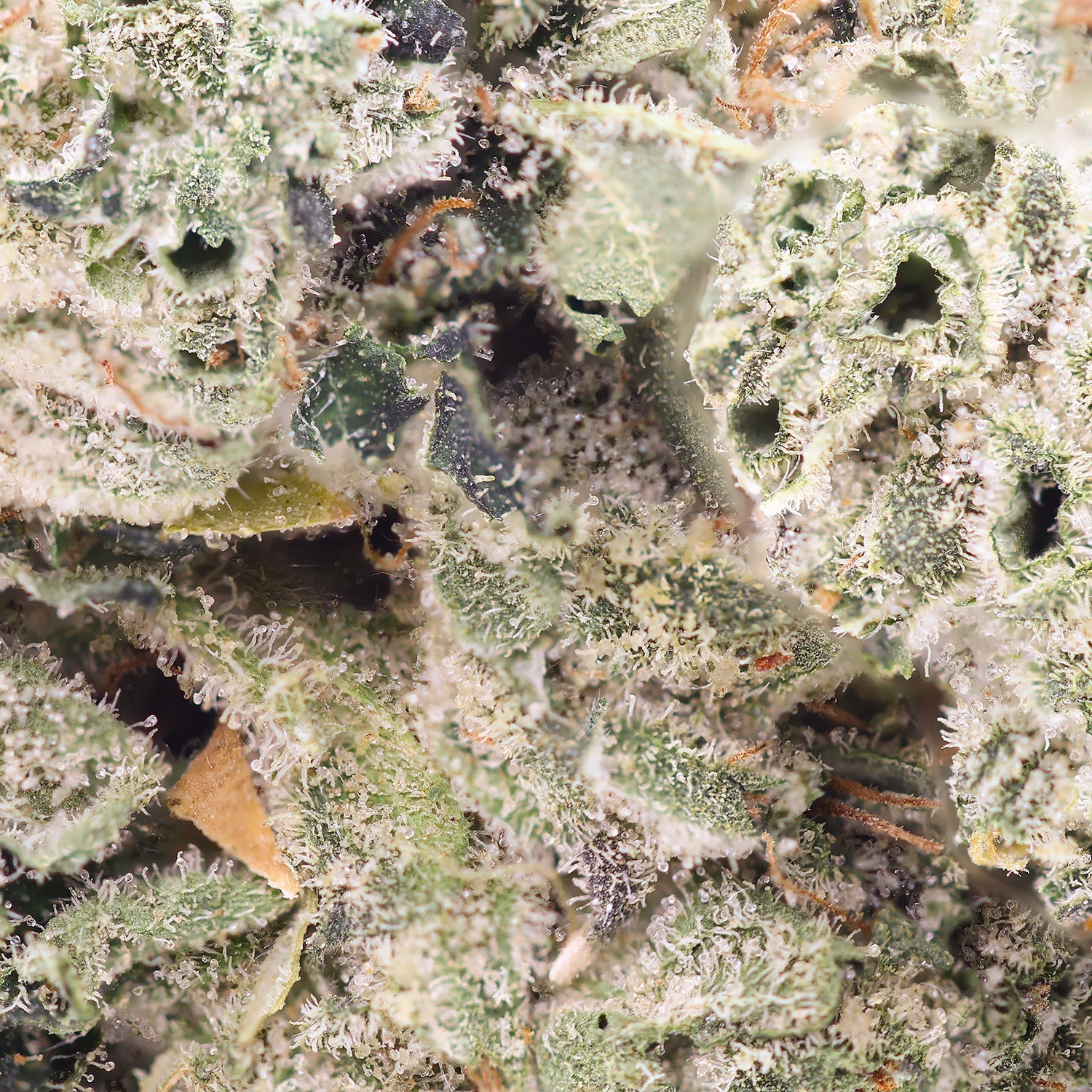 Albatross - Legend OG - Image 5