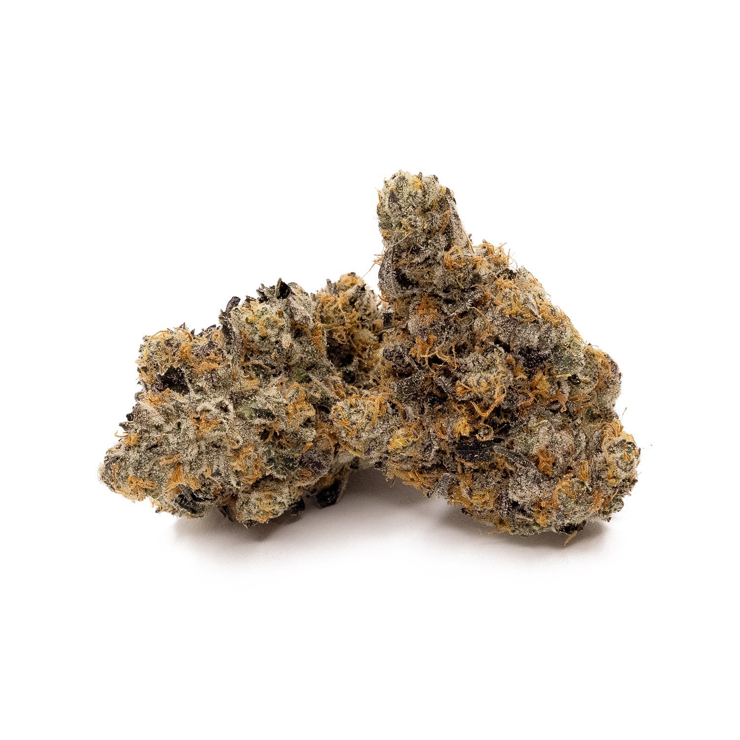 Albatross - Animal Cookies - Image 2