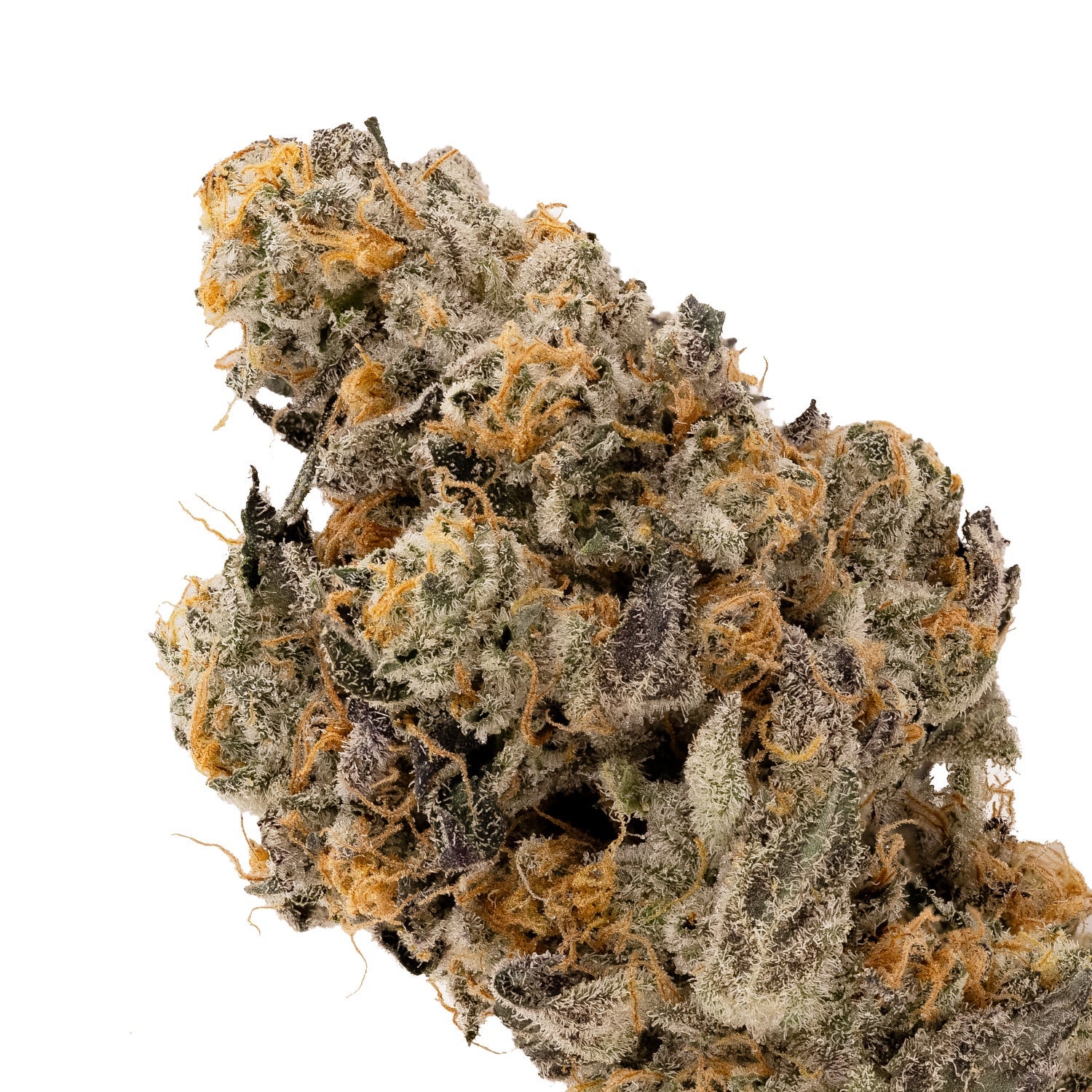 Albatross - Animal Cookies - Image 4