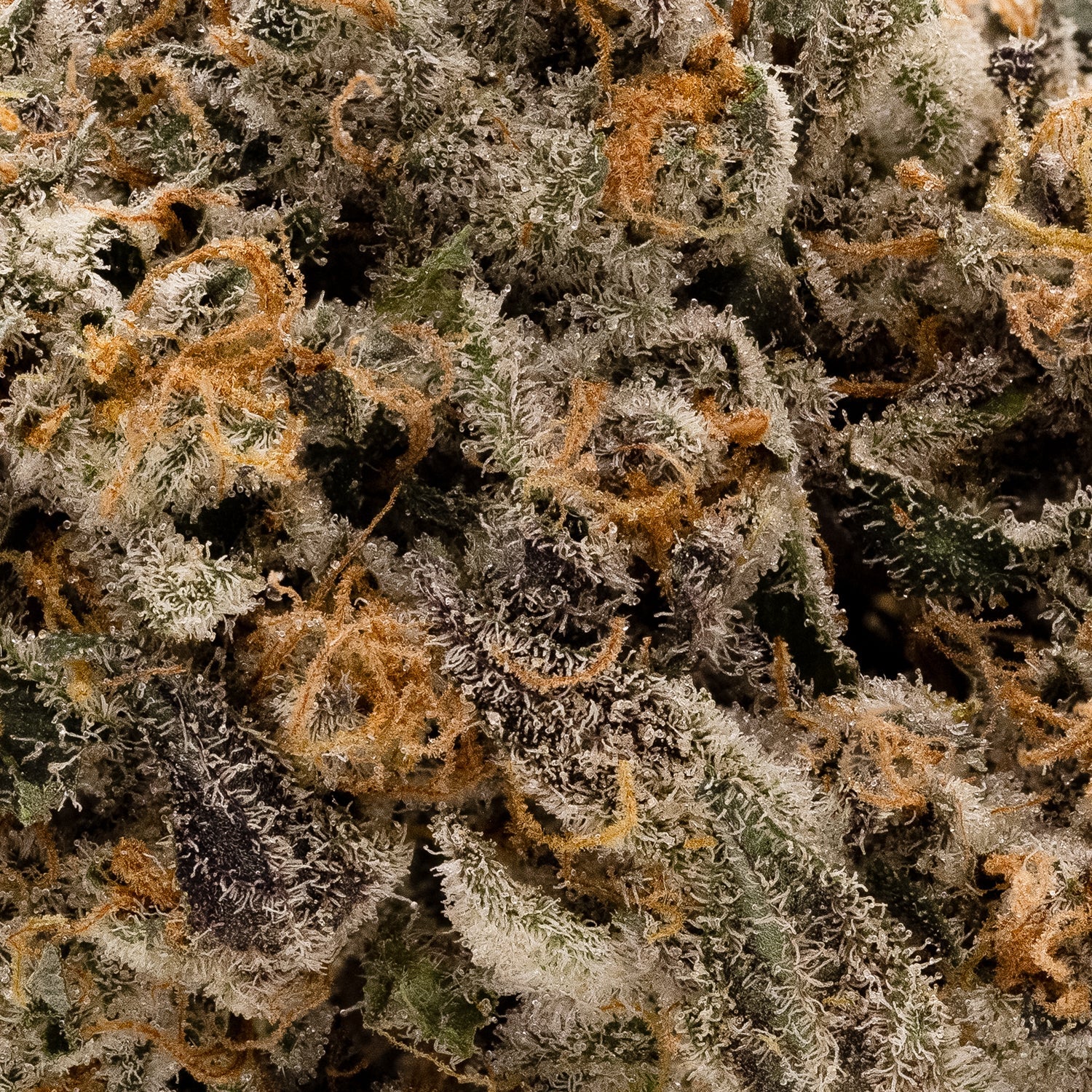 Albatross - Animal Cookies - Image 5