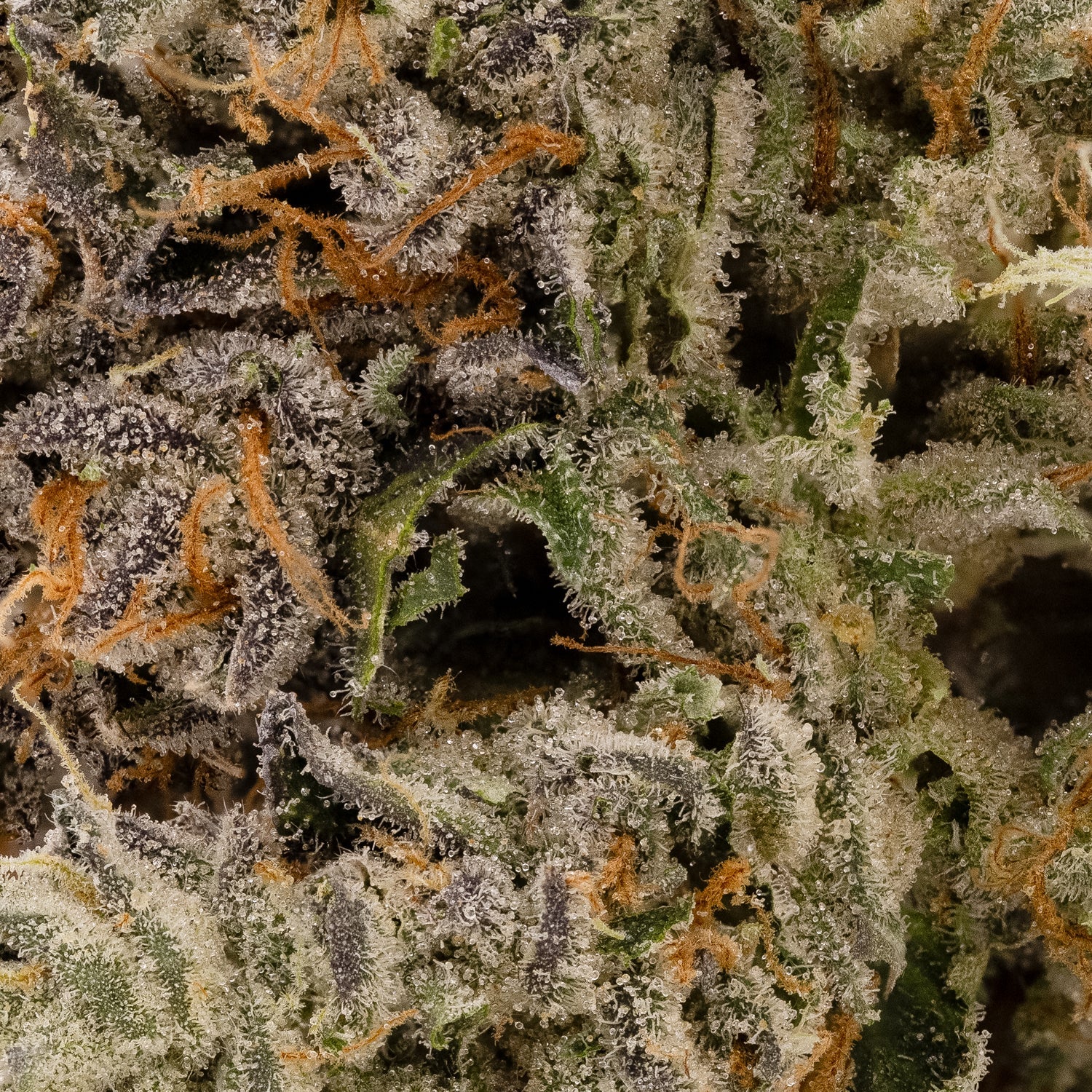 Albatross - Chemical Punch - Image 6