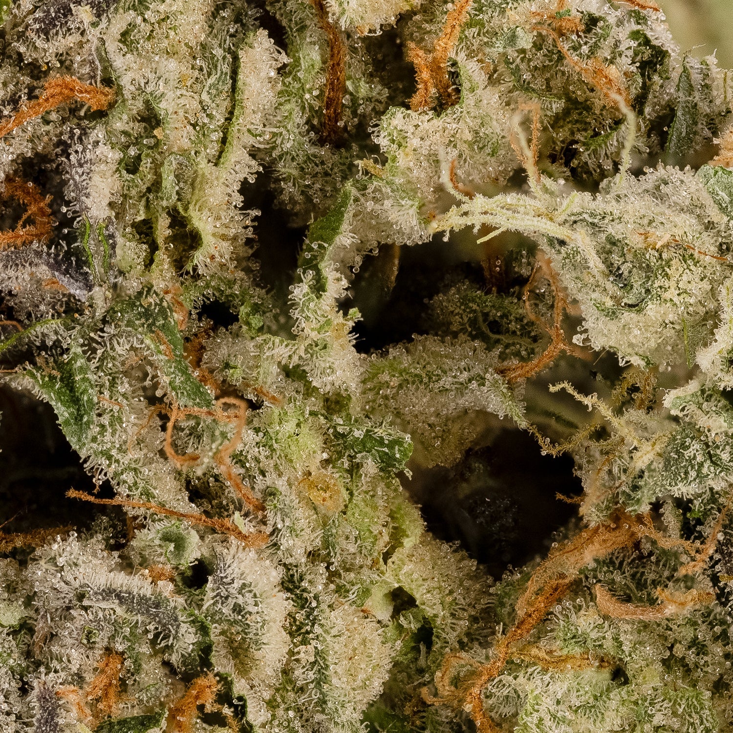 Albatross - Chemical Punch - Image 5