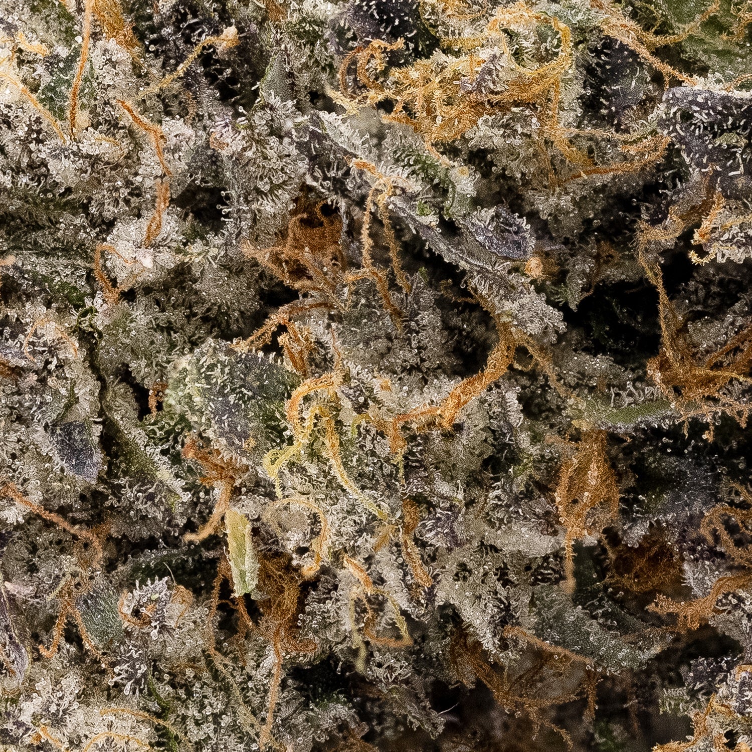 Albatross - Death Bubba - Image 5