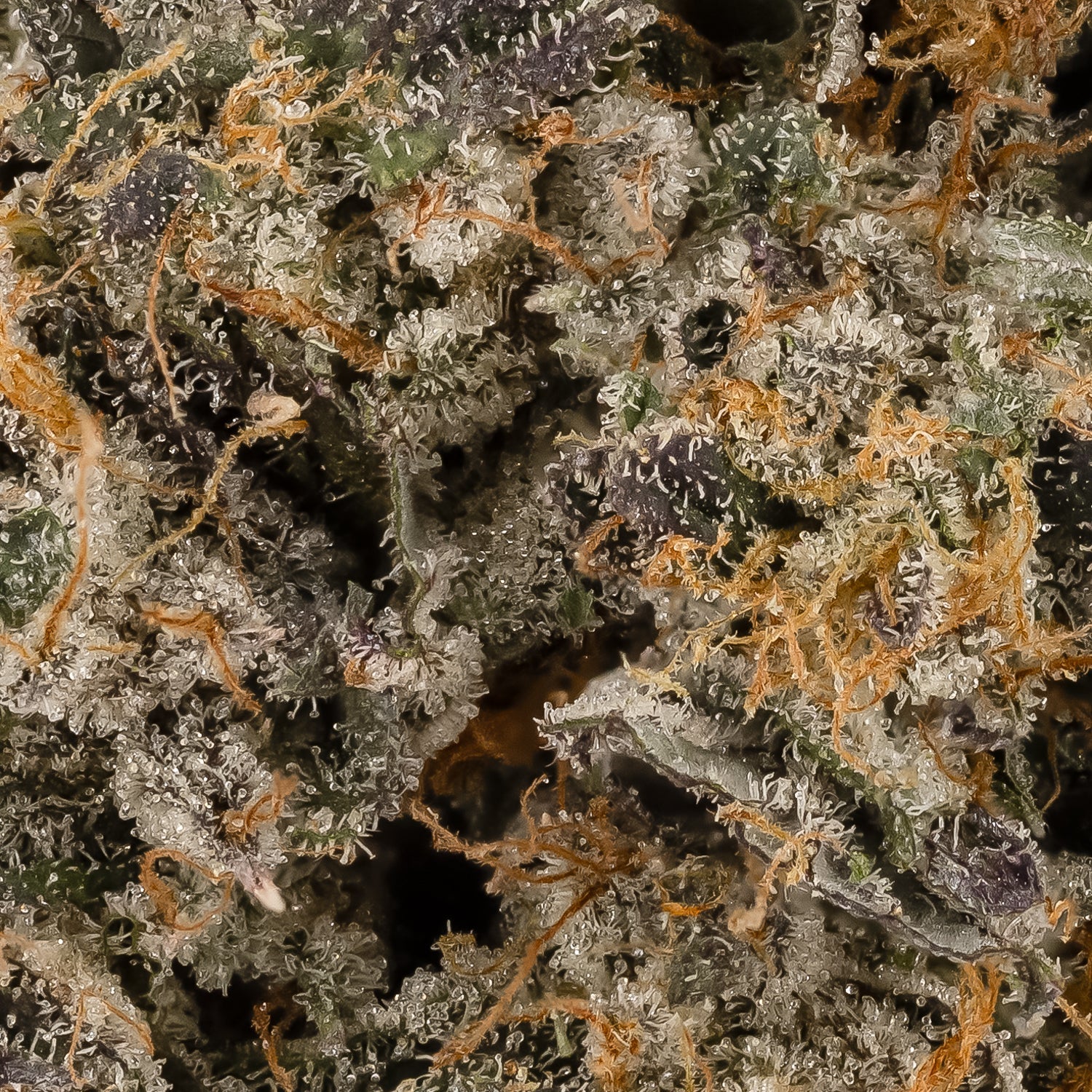 Albatross - Death Bubba - Image 6