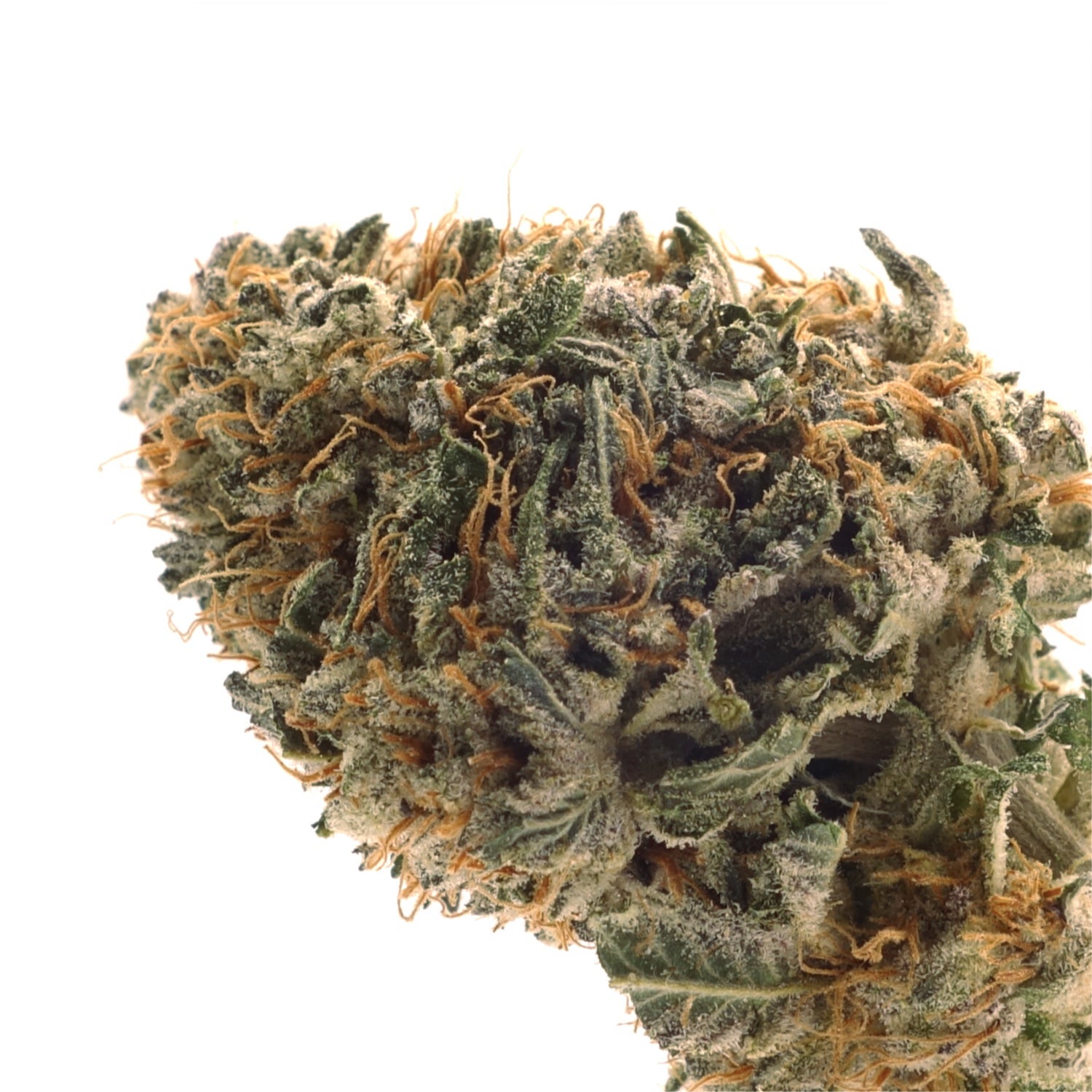 Dollar Treez - Jungle Pie - Image 4