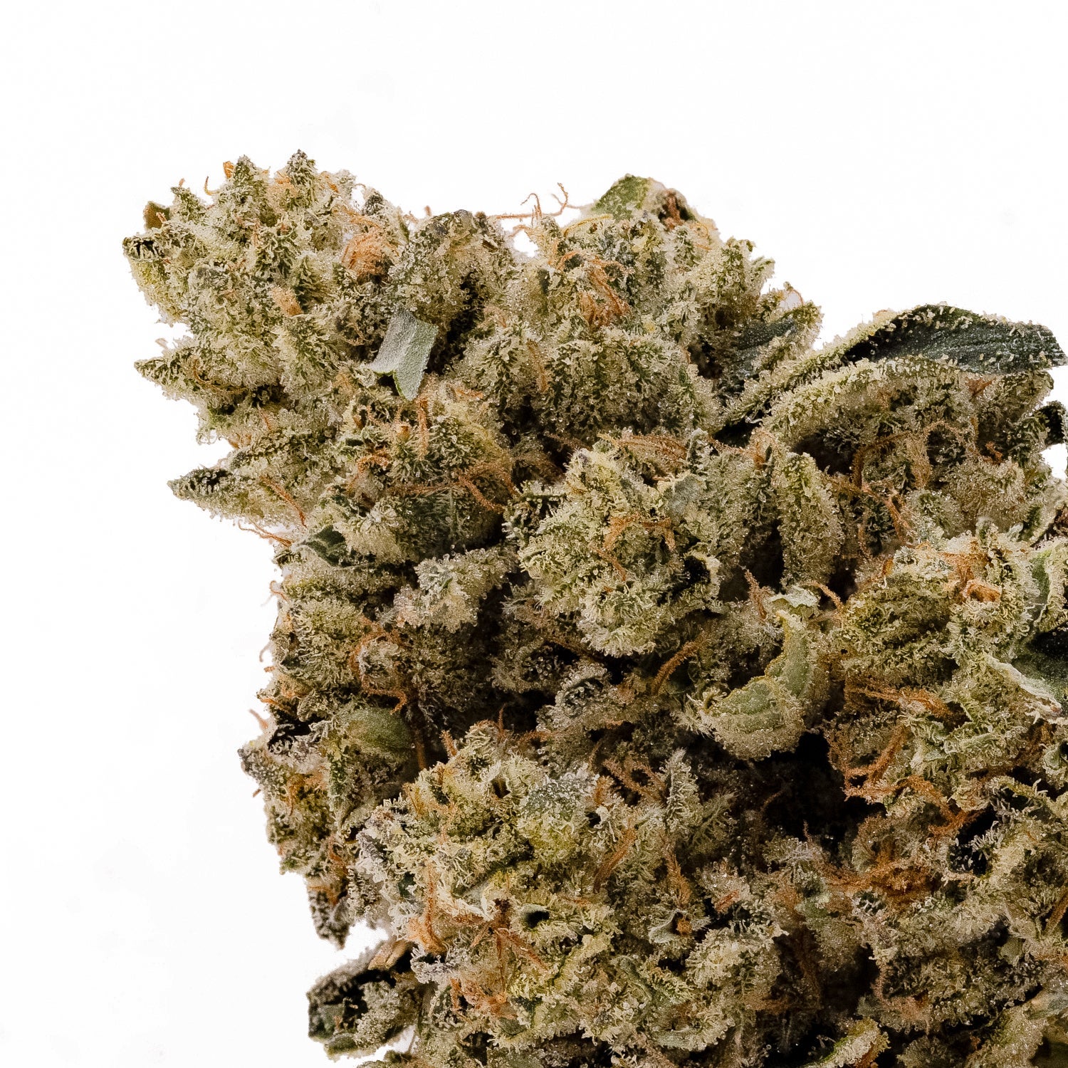 Albatross - Hitman OG - Image 4