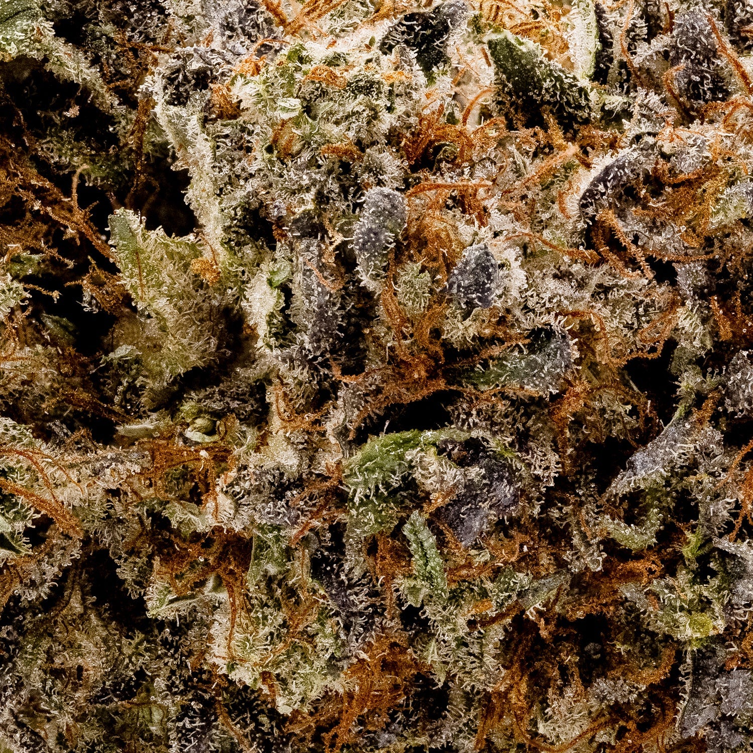 Albatross - Joplin - Image 5
