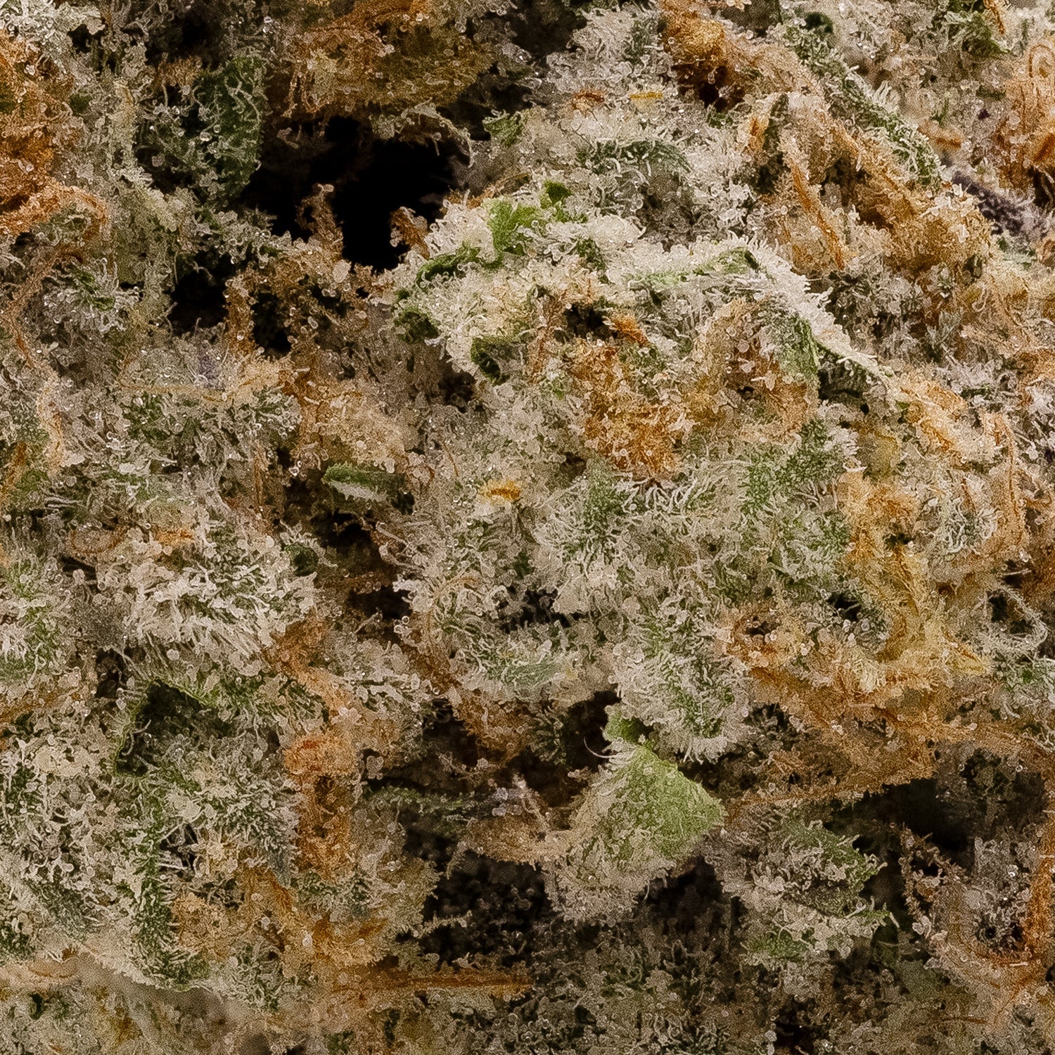 Albatross - Kush Mints - Image 5