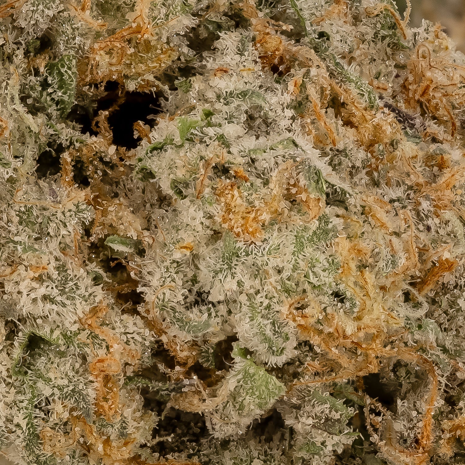 Albatross - Kush Mints - Image 6