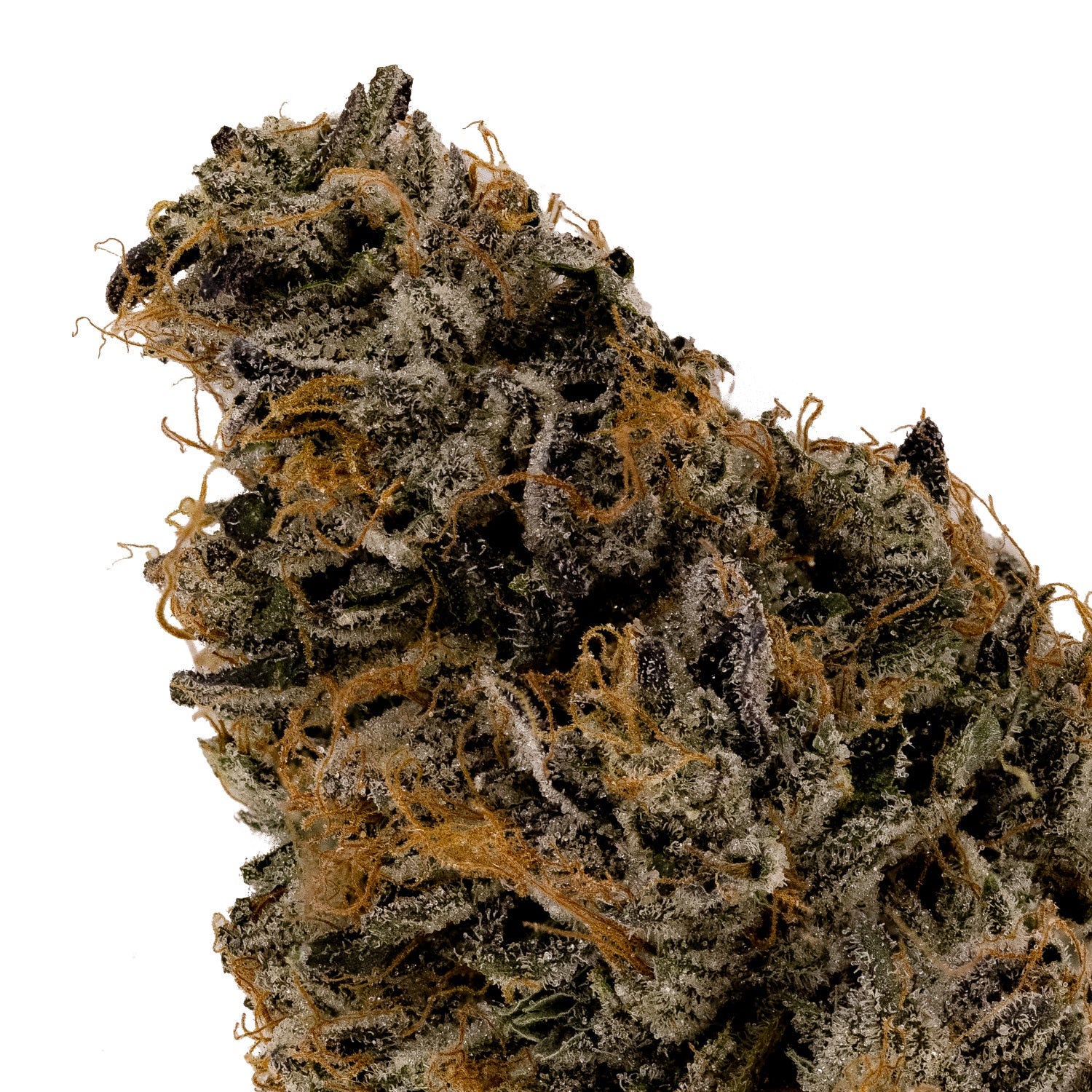 Albatross - Purple "Coffee" Kush - Image 4