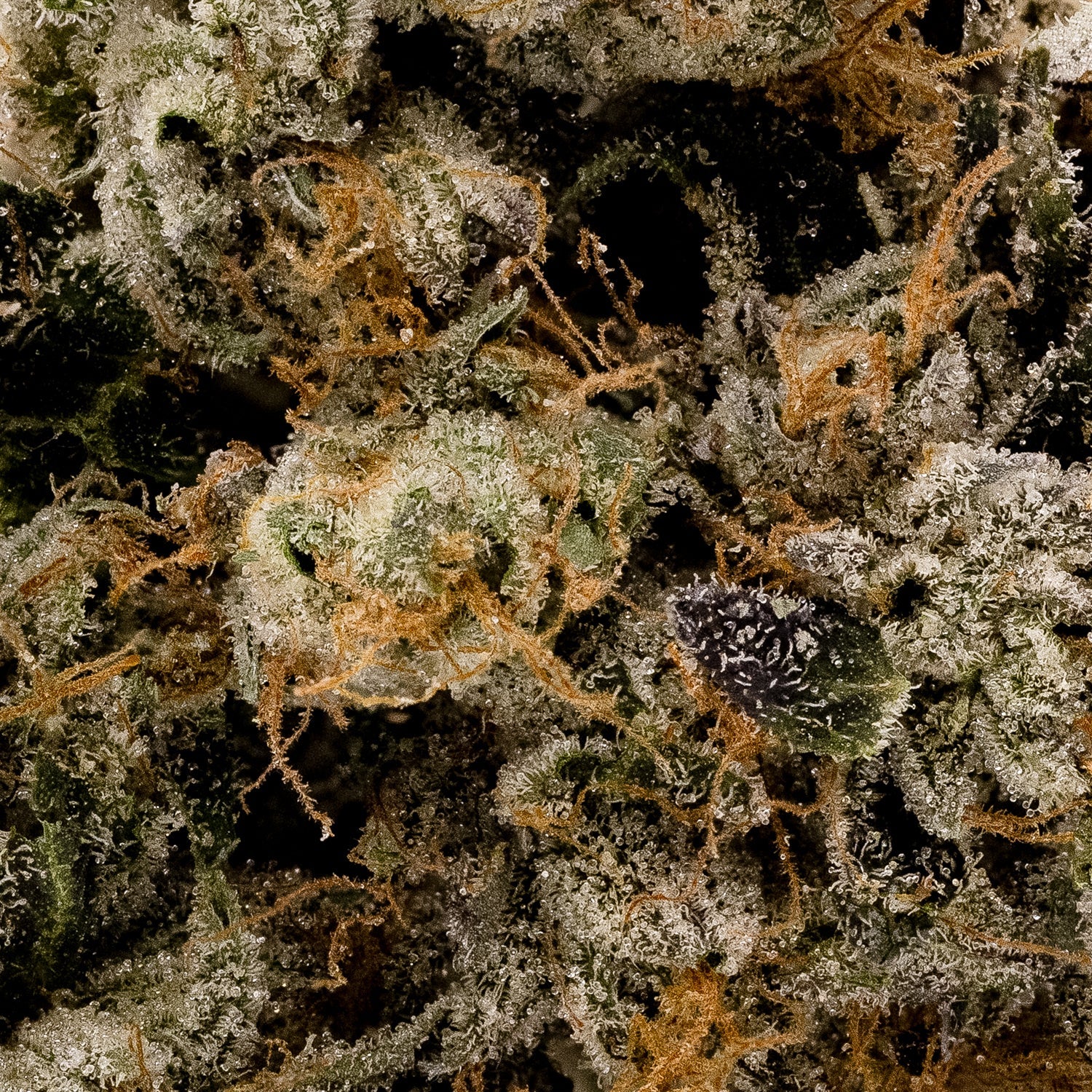Albatross - Purple "Coffee" Kush - Image 5