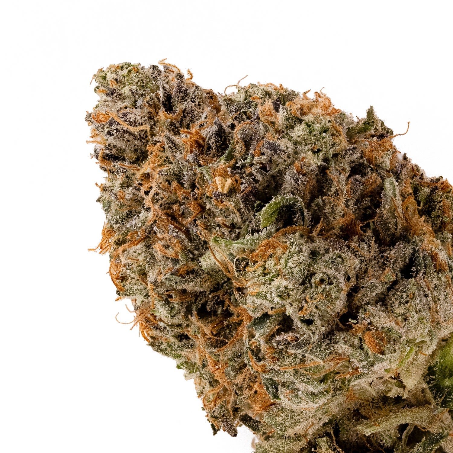 Lucky Farms - Rockstar - Image 4