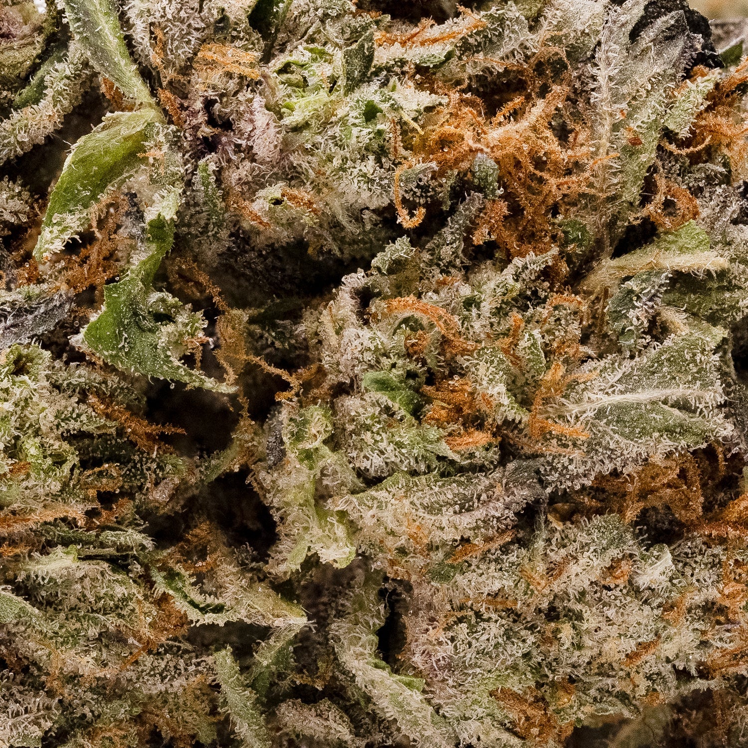 Lucky Farms - Rockstar - Image 6