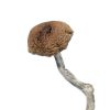 Mazatapec Dried Magic Mushrooms