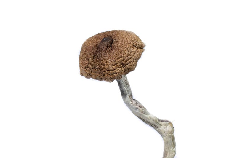 Mazatapec Dried Magic Mushrooms