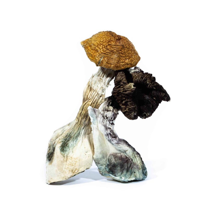 Zed DRIED Mushrooms