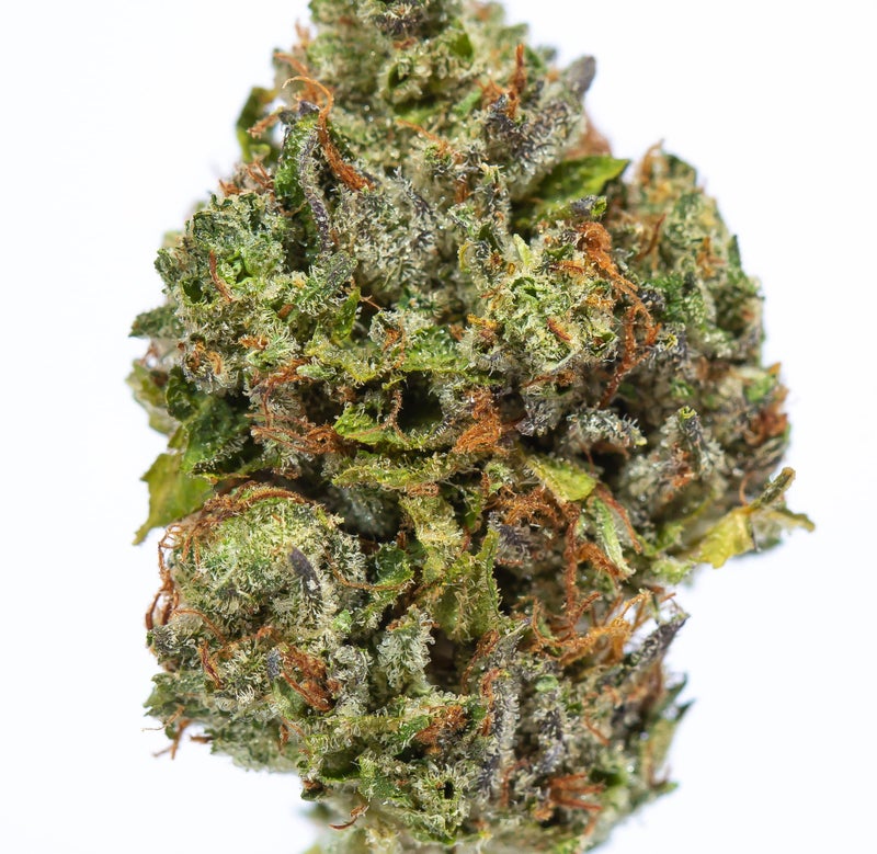 Great White Shark (AAA)