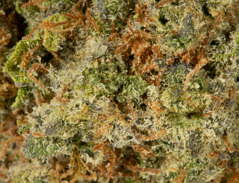 Chocoloco (AA+)