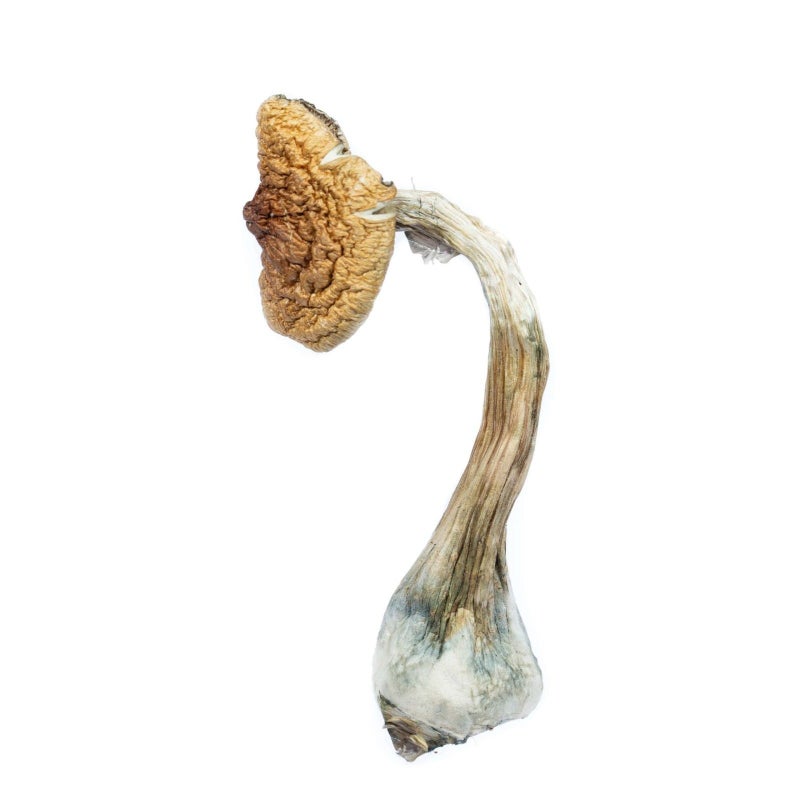 A-One Mushrooms - Golden Teacher