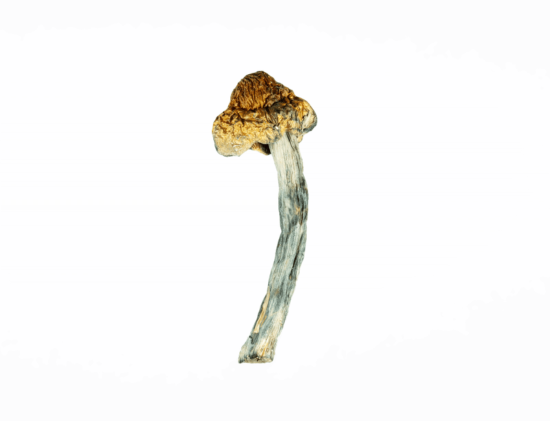 A-One Mushrooms - Golden Teacher