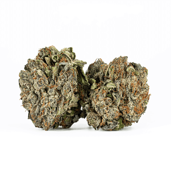 BC Legacy - Gasolina