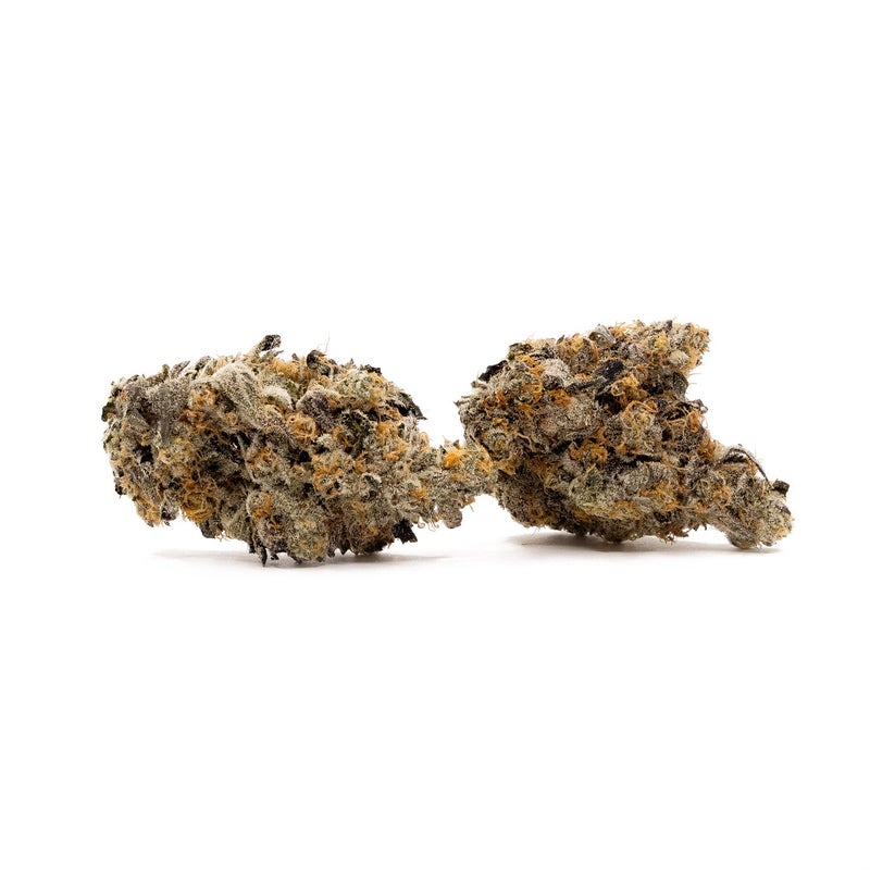 Albatross - Animal Cookies