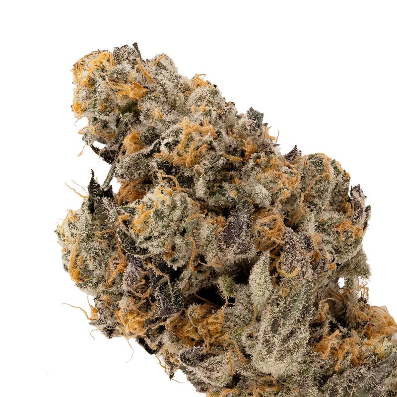Albatross - Animal Cookies