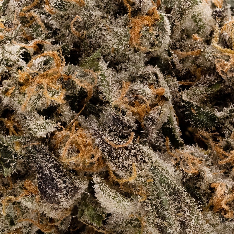 Albatross - Animal Cookies